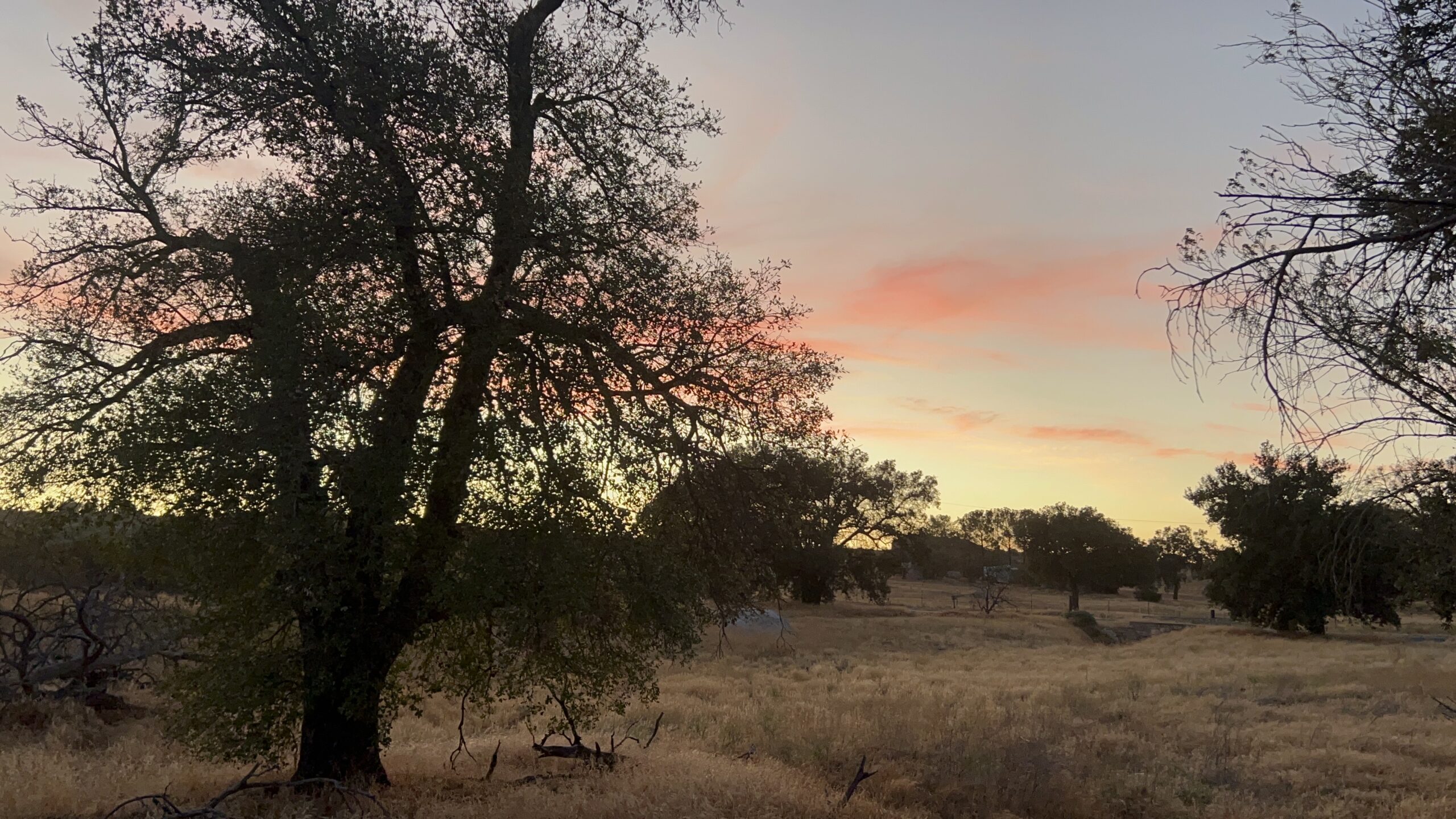 Twilight whispers among the oaks: a serene landscape bathed in the gentle glow of a setting sun, painting the sky in soft hues of pink and orange - a testament to HumanityOne's mission