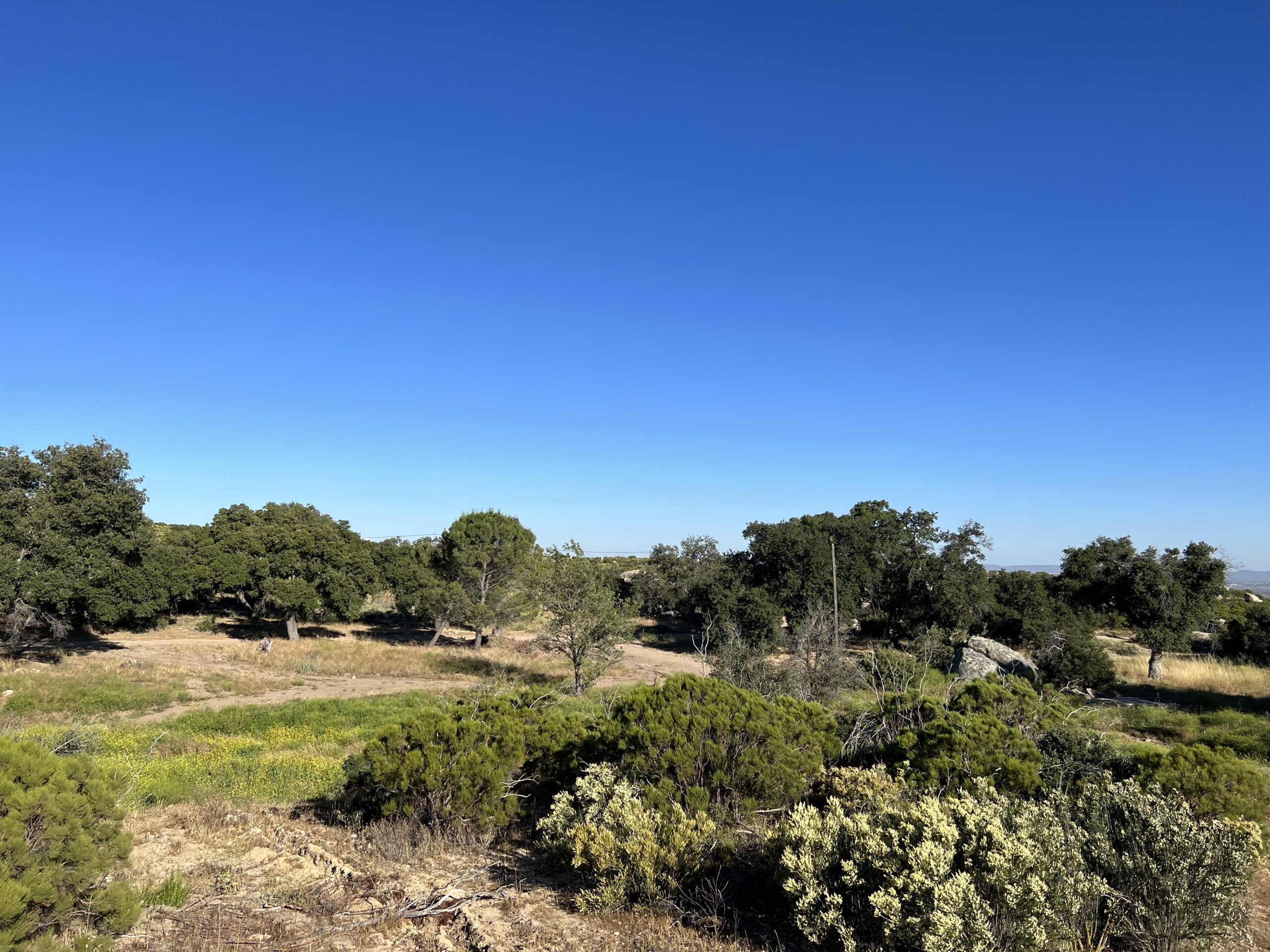 A serene landscape under a clear blue sky, with a mix of green shrubbery and trees scattered across dry, grassy terrain.